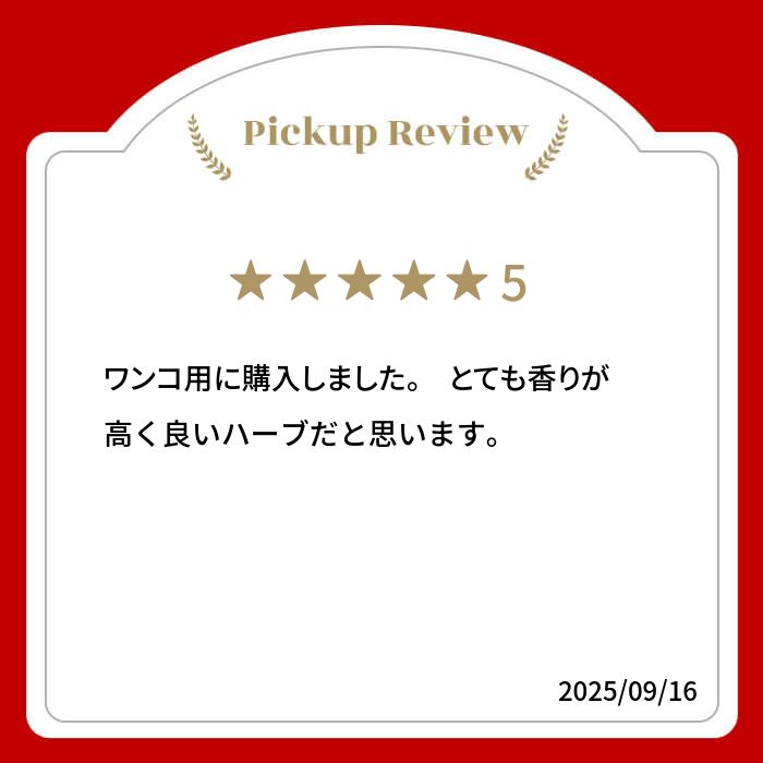 【新商品レビューキャンペーン対象】100%オーガニック ヤロウ Yarrow 50g ノコギリソウ 