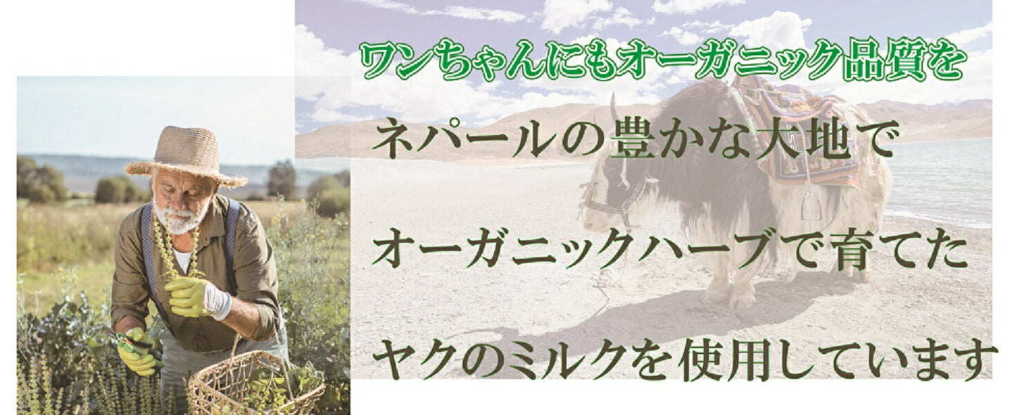 【楽天１位！】自然な製法にこだわった ヒマラヤ ヤクチーズ スティック Lサイズ (約100g)  1本 ハードタイプ 犬用おやつ 犬の歯の健康  ペットフード ヒマチ― 犬用ガム ヤクミルク ドッグフード  高たんぱく グルテンフリー グレインフリー